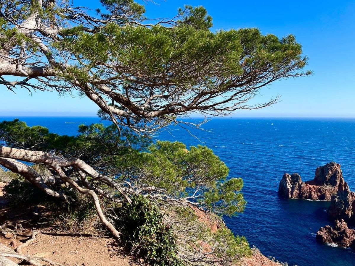 Les Cactus Frejus Plage Exteriör bild